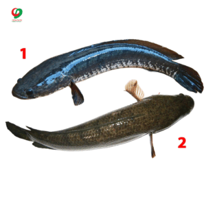 Cá lóc sống
